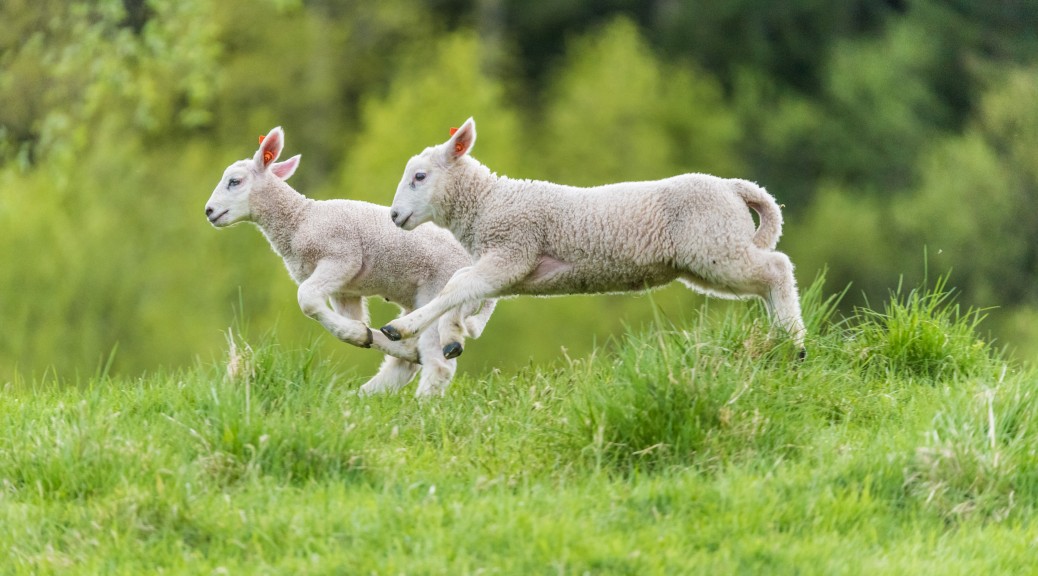 Young lambs