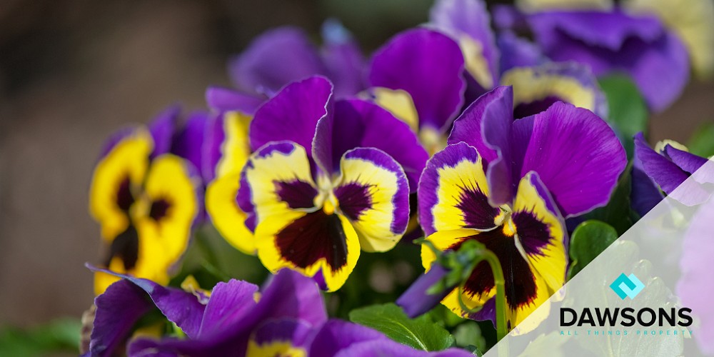 7 most colourful plants for winter curb appeal