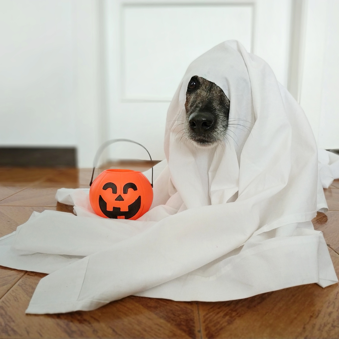 Dawsons Blog  Dog costume pic