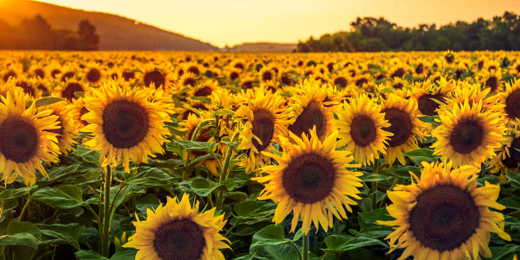 Dawsons Blog Sunflowers