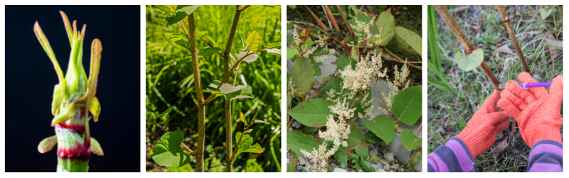 DAWSONS PROPERTY THE STAGES OF JAPANESE KNOTWEED