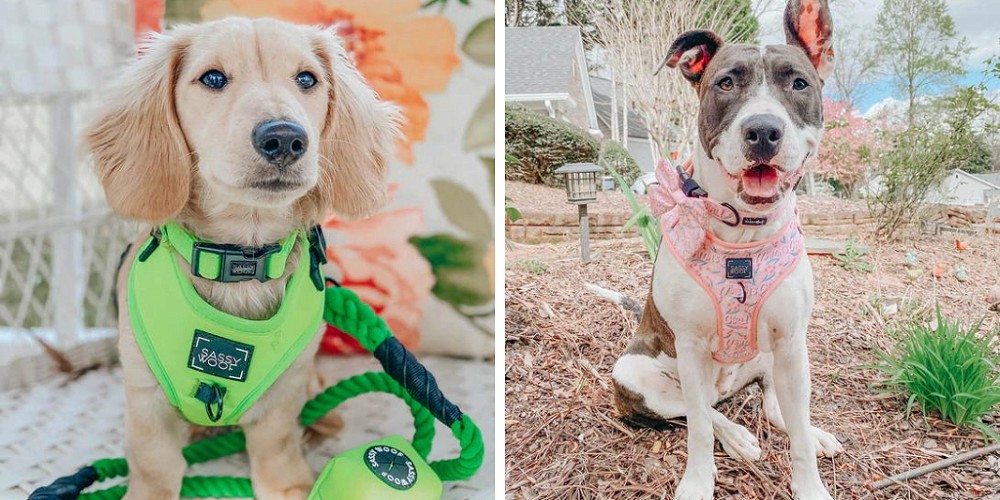 Win a Sassy Woof dog harness and lead